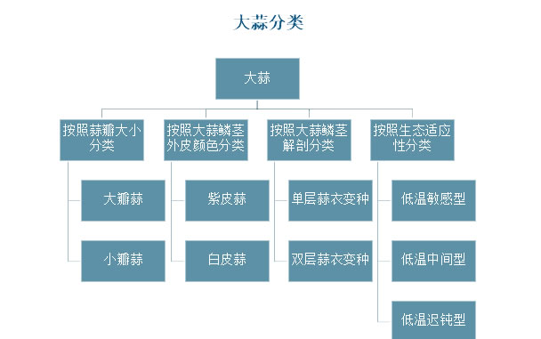2025年大蒜行业政策分析：我国大蒜产业政策实现全链条数字化监管
