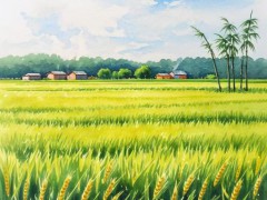 2025年稻田发展趋势与区域竞争力解析：西南地区千亩高标准农田系统建设成效及挑战