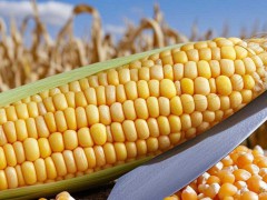 2025年中国食品安全市场现状与产业战略布局分析——基于上半年监督抽检数据