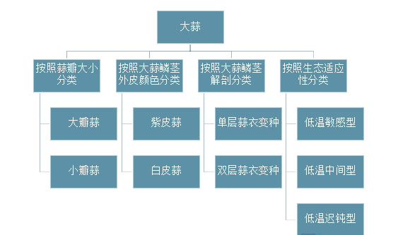 2025年大蒜行业前景分析：大蒜行业发展趋势实现可持续发展